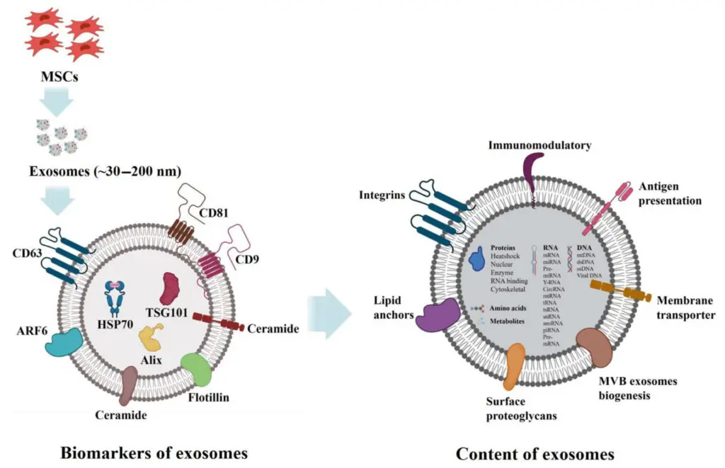 Exosomes
