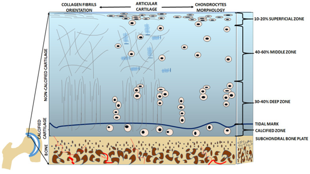Osteoarthritis (Knees, Hips, and Ankles)